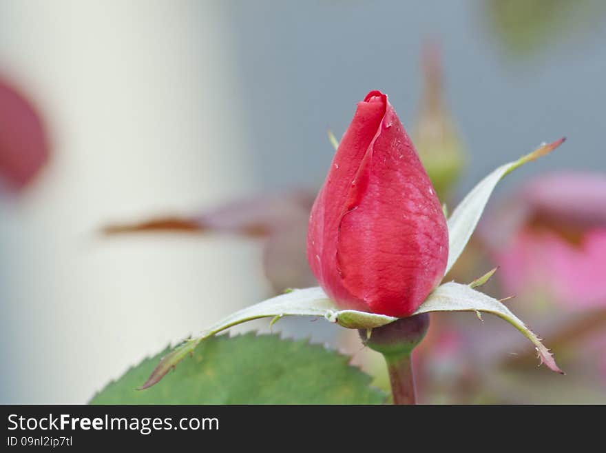 Beautiful Red Rose Bud