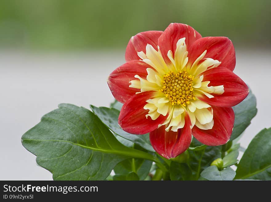 Beautiful red and yellow Dahlia basking in the sunshine. Beautiful red and yellow Dahlia basking in the sunshine