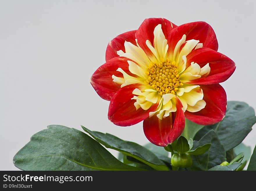 Beautiful red and yellow Dahlia basking in the sunshine. Beautiful red and yellow Dahlia basking in the sunshine