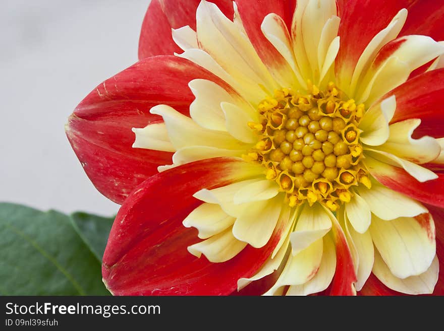 Dahlia in the Sunlight