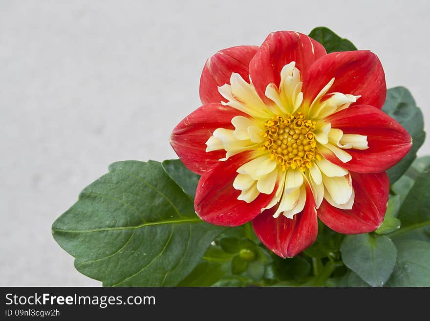 Beautiful red and yellow Dahlia basking in the sunshine. Beautiful red and yellow Dahlia basking in the sunshine