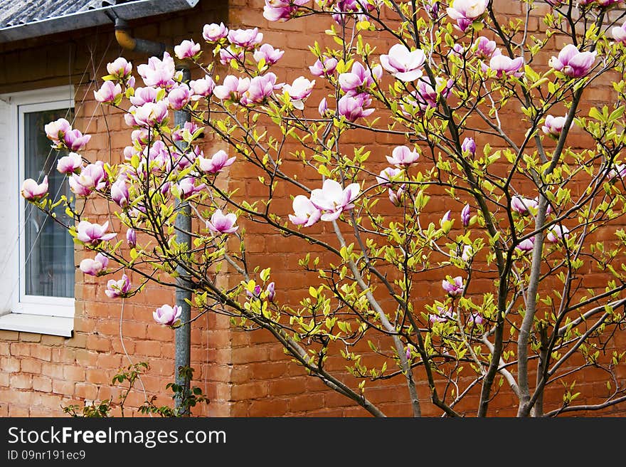 Blossoming Tree