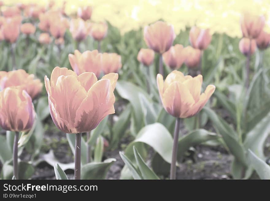 Pale pink tulips on the flowerbed in the park on sunny spring day closeup