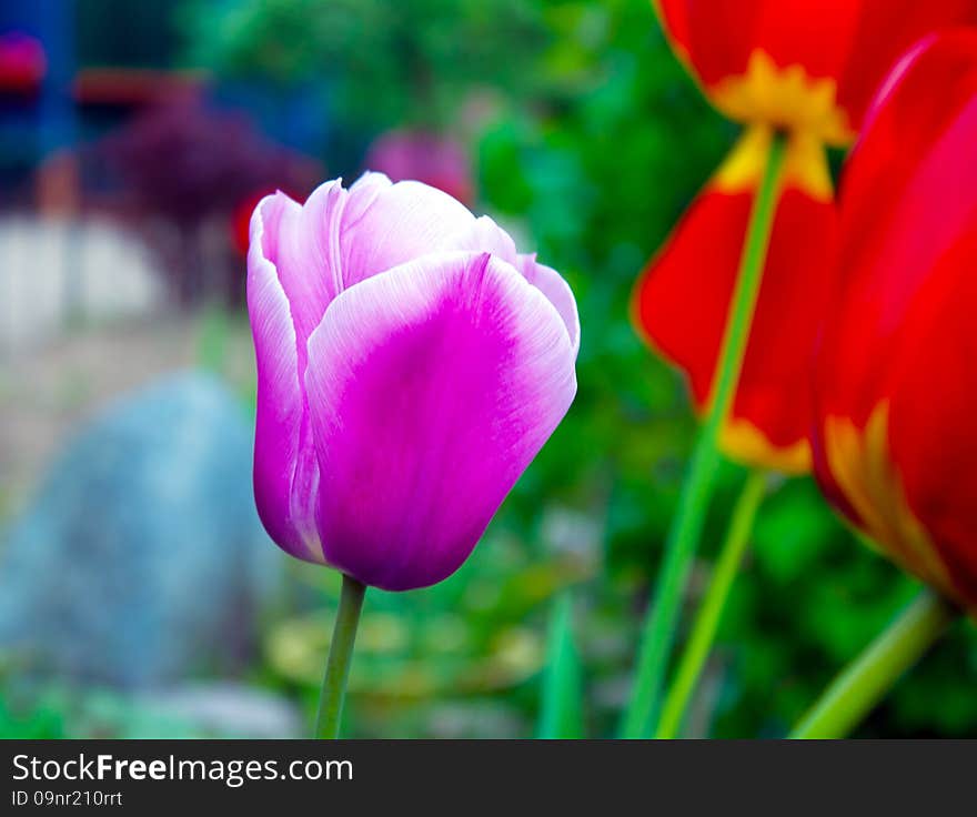 Purple Tulip Closeup