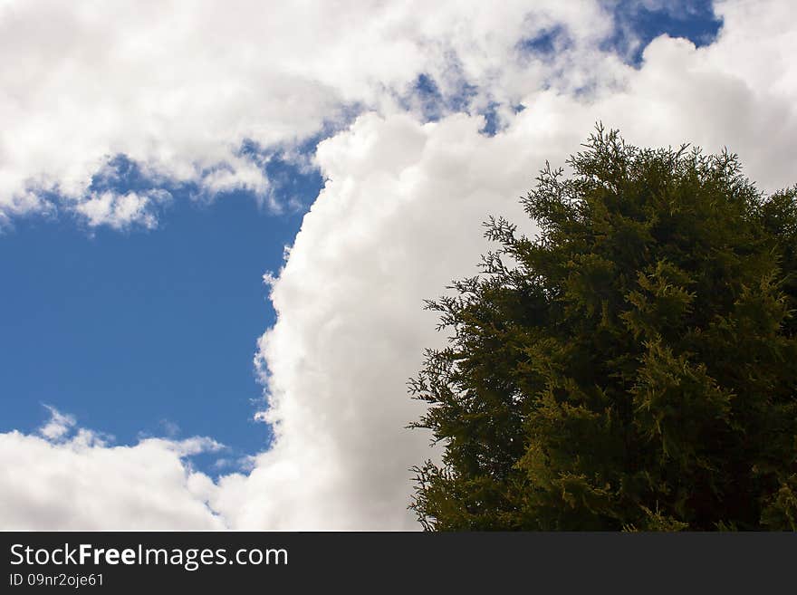 Green tree against a cloudy sky on sunny sping day