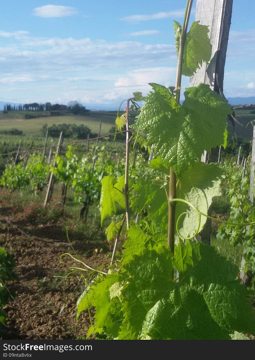 Grapevine in Tuscany