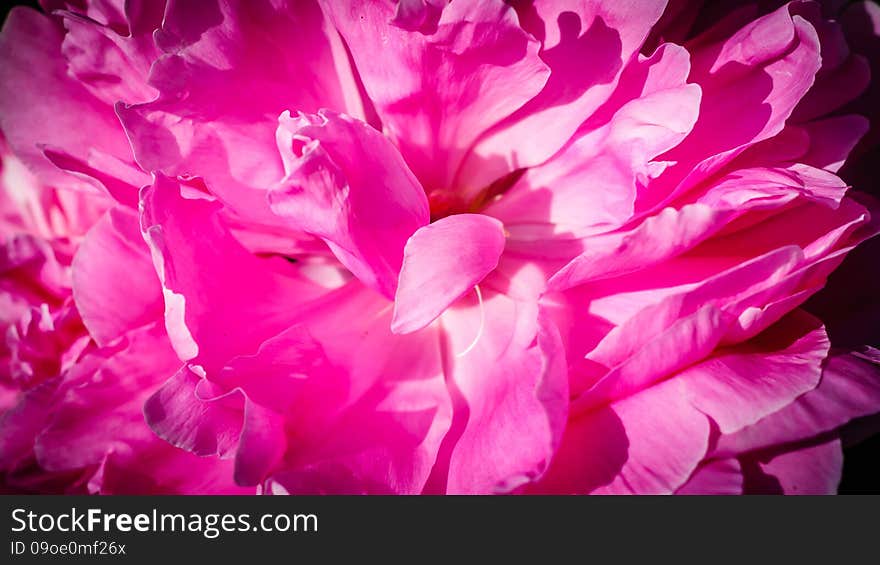 Pink peony