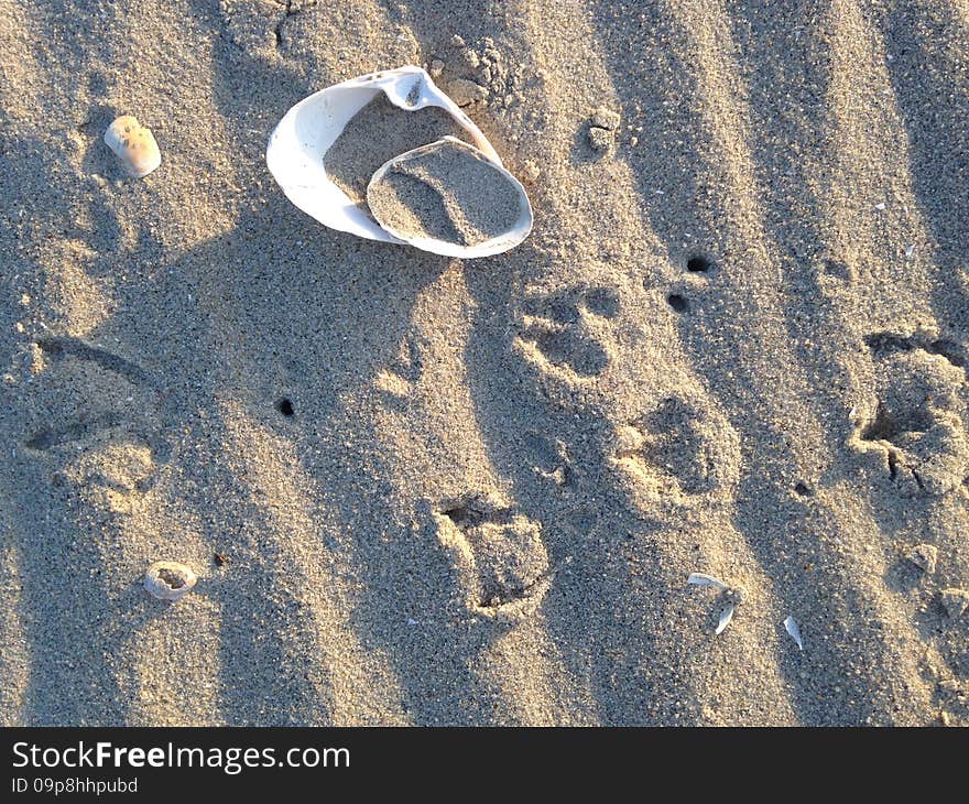 Bird Footprints and Two Shells on Sand.