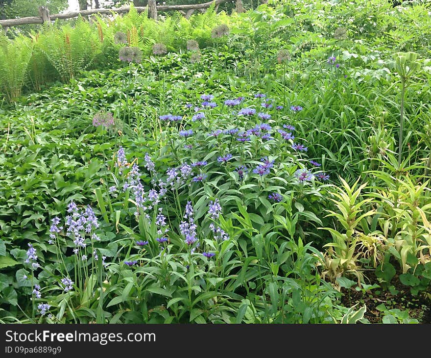 Centaurea cyanus flowers in Central Park.