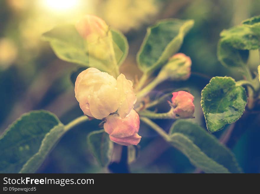 Blooming apple tree branches, soft light pink flowers, vintage photo effect. Blooming apple tree branches, soft light pink flowers, vintage photo effect.