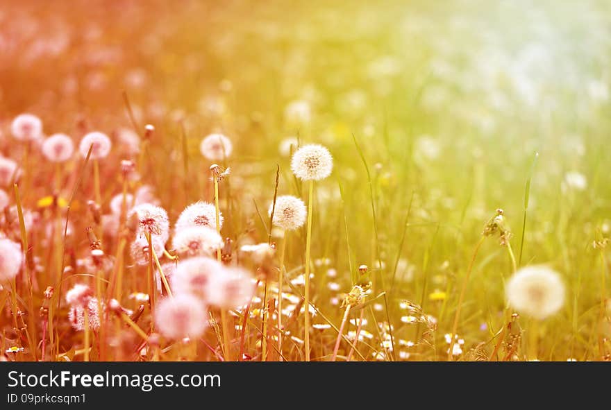 Beautiful Flowers  Dandelions