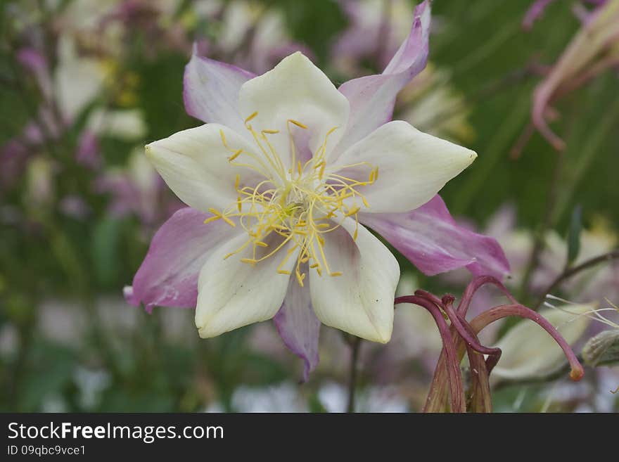 Light pink columbine flower on a summer day. Light pink columbine flower on a summer day