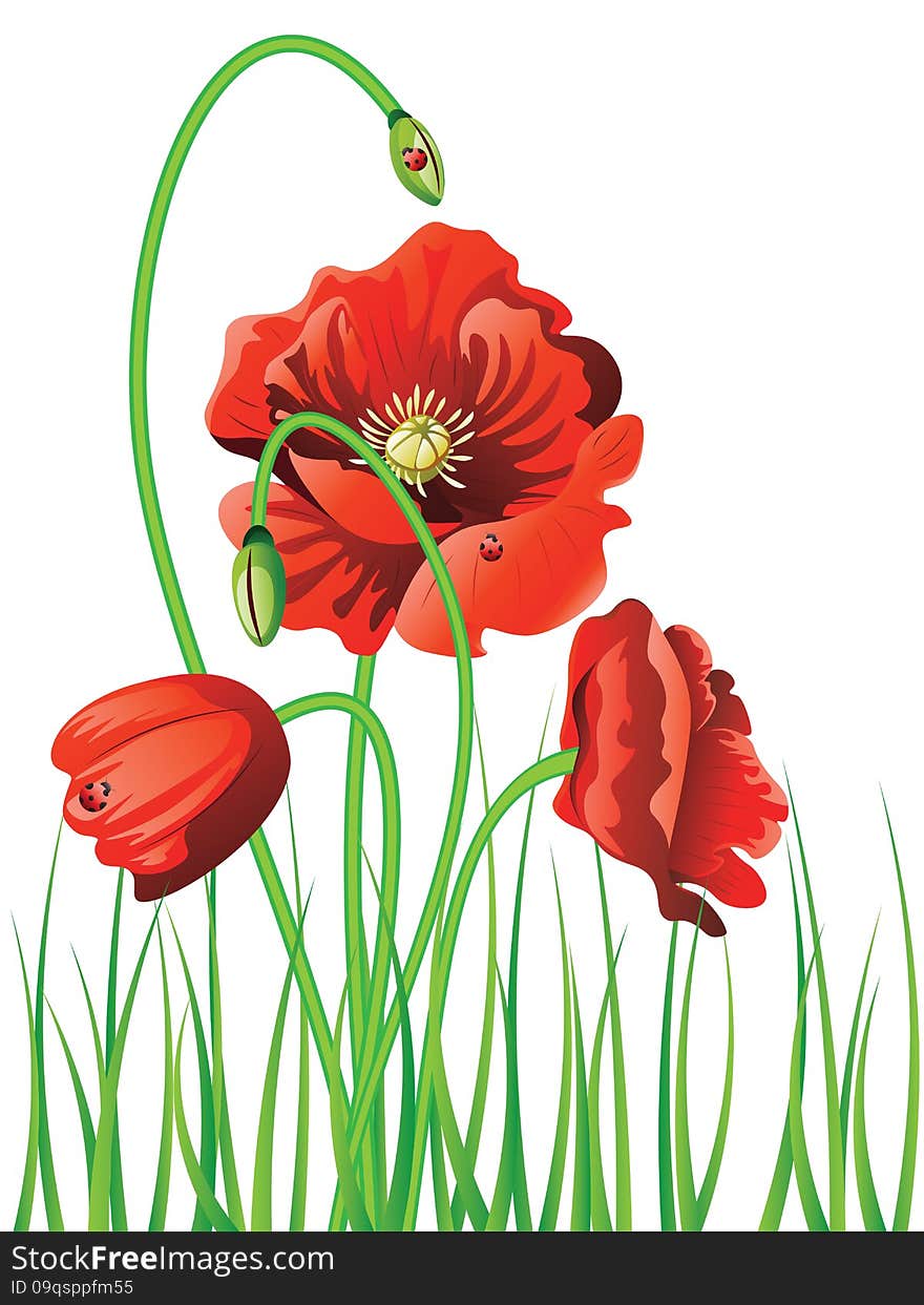 Bright red poppy flowers with green grass background. Bright red poppy flowers with green grass background.