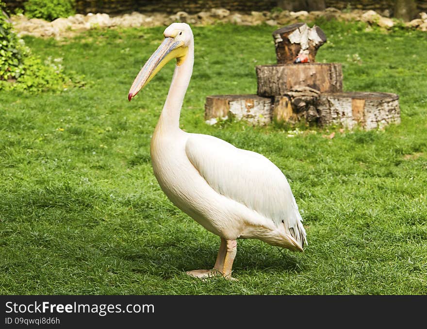 Pelican in zoo close up