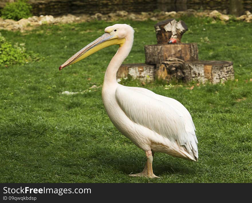 Pelican in zoo close up