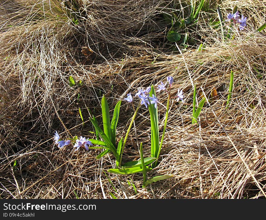 Wildflowers