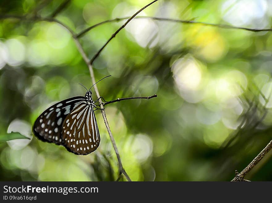 Small butterfly in the zoo