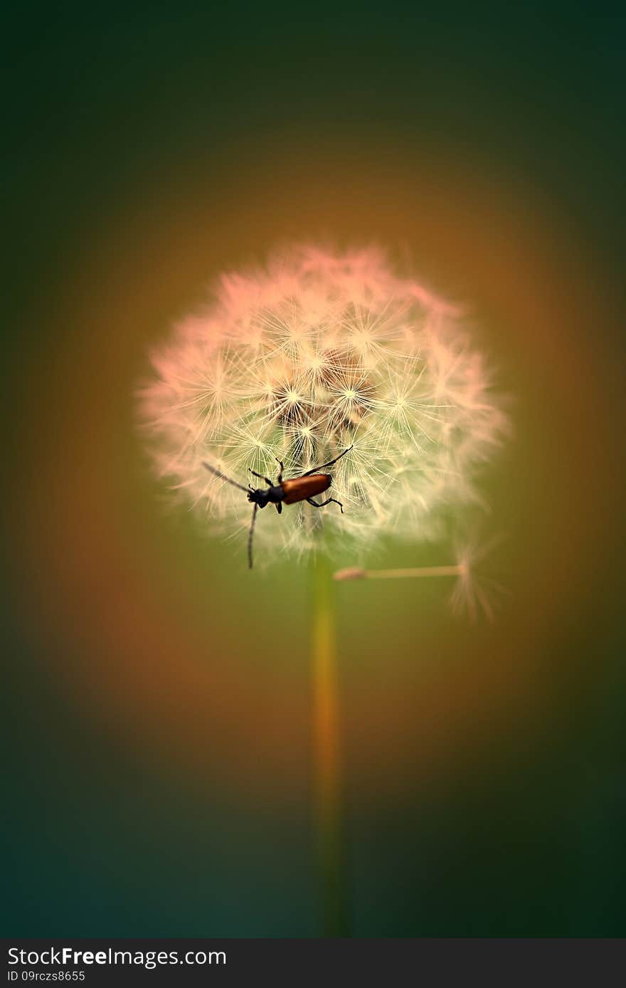 Beautiful dandelion flowers