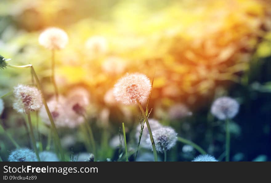 Beautiful Dandelion Flowers