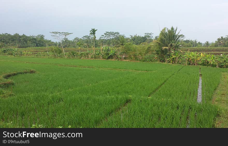 Indonesia Paddy Field