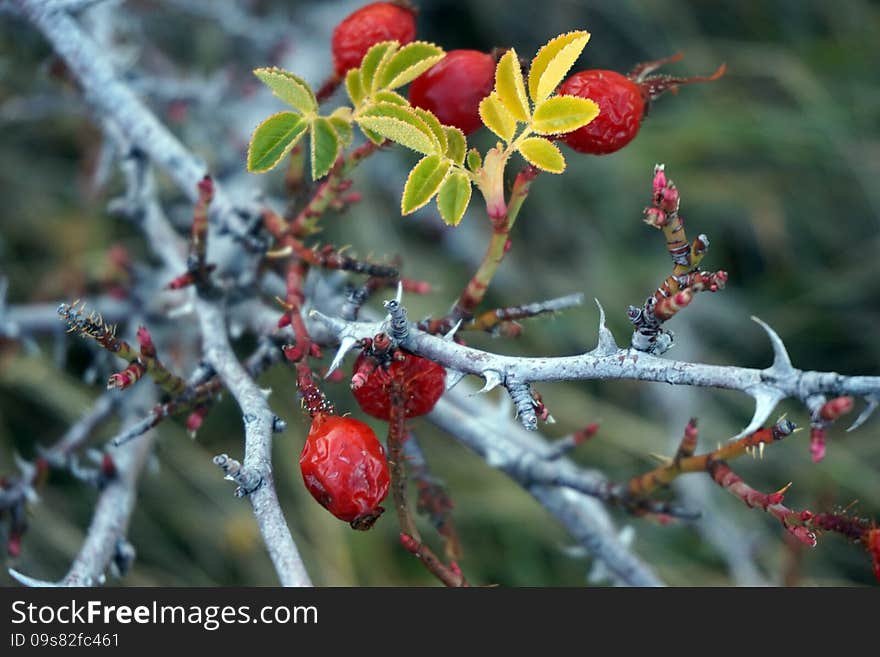 Red berries on branch