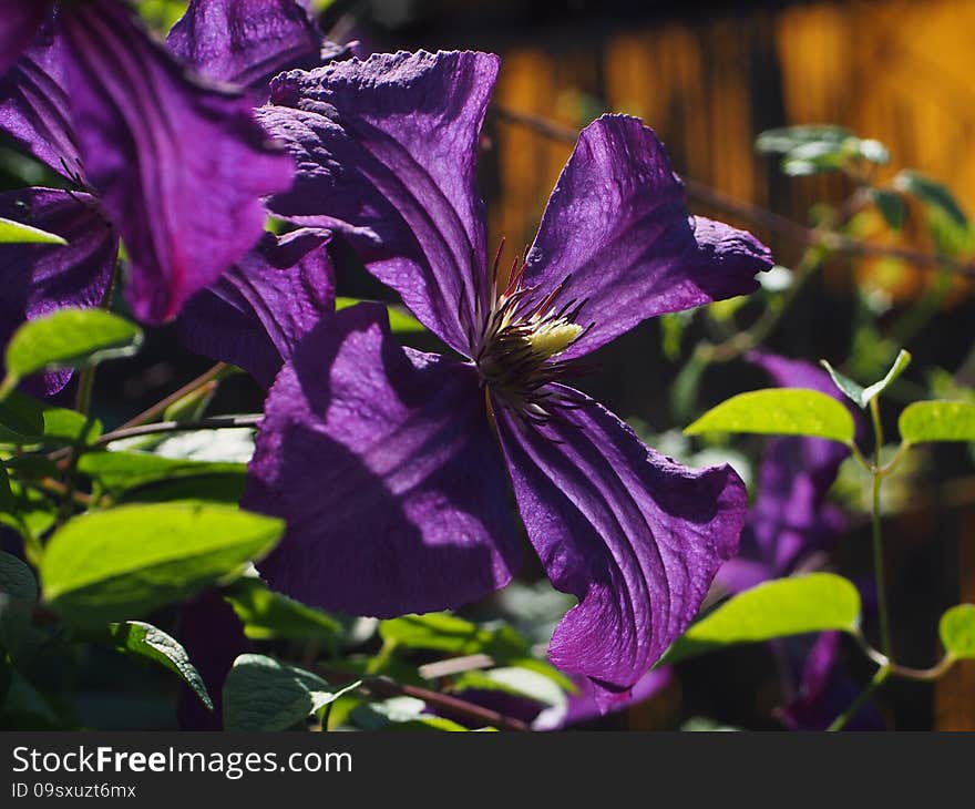 Blooms in may and june . It smells very well. Big blue and violet flowers. Blooms in may and june . It smells very well. Big blue and violet flowers