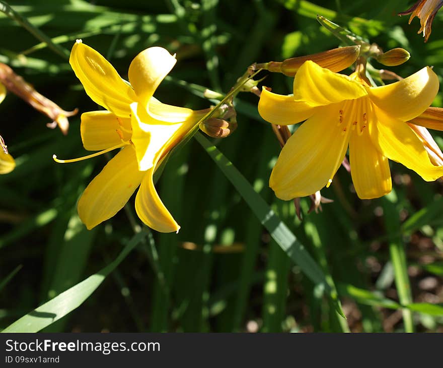 Plant from genus Hemerocallis. Blooms in june and july. Plant from genus Hemerocallis. Blooms in june and july