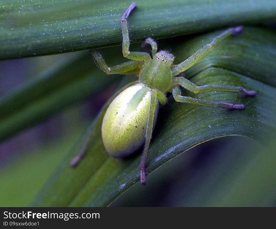 Green Huntsman Spider