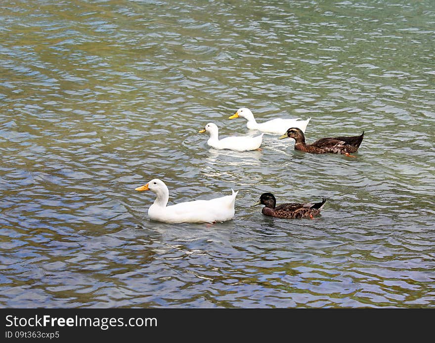 Ducks and geese on the lake