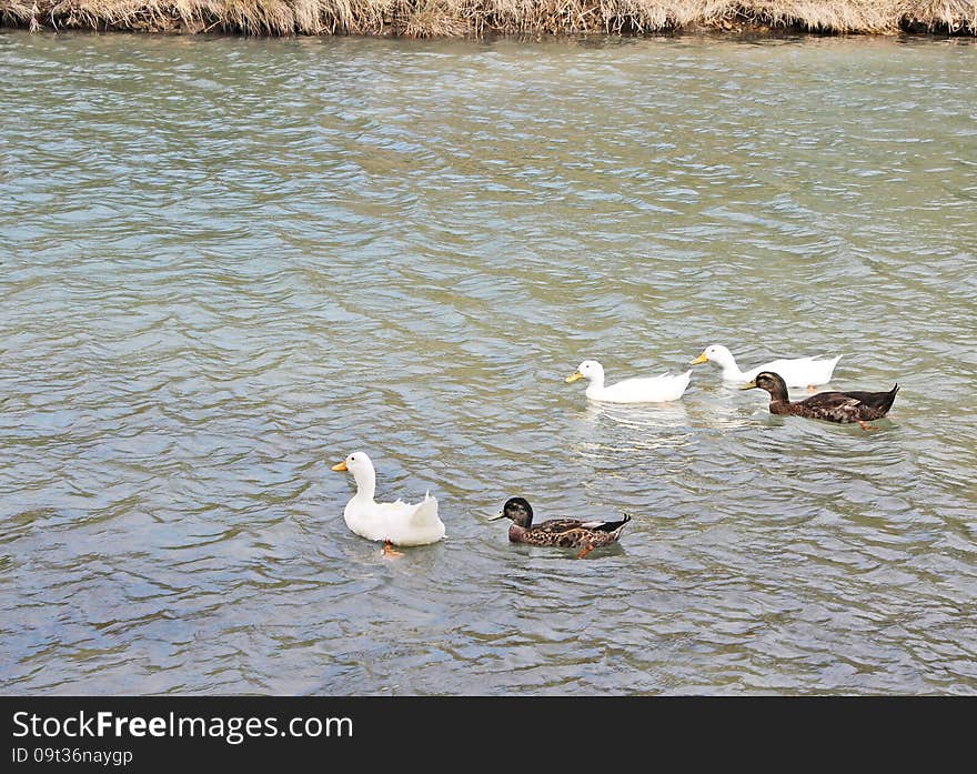 Ducks and geese on the lake. Ducks and geese on the lake