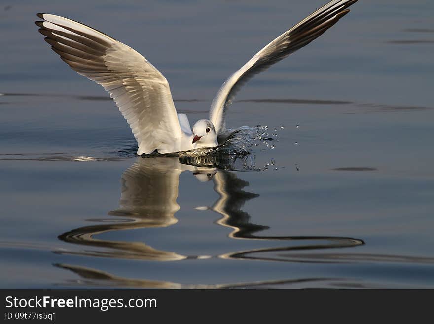 Common seagull splashing water