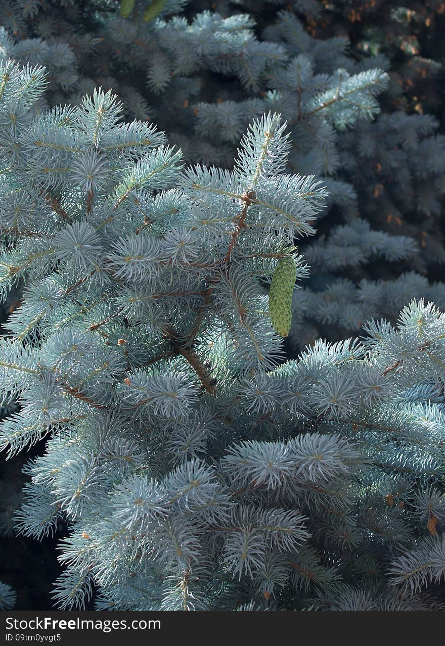 The branch of a Christmas tree on which hangs unripe cherry. The branch of a Christmas tree on which hangs unripe cherry.