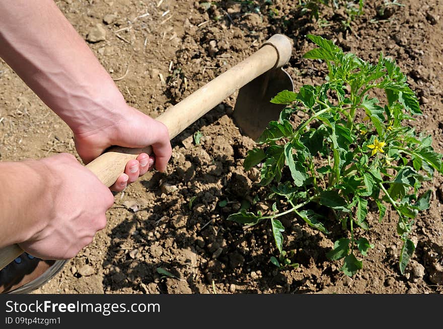 Work in a tomatoes cultivation