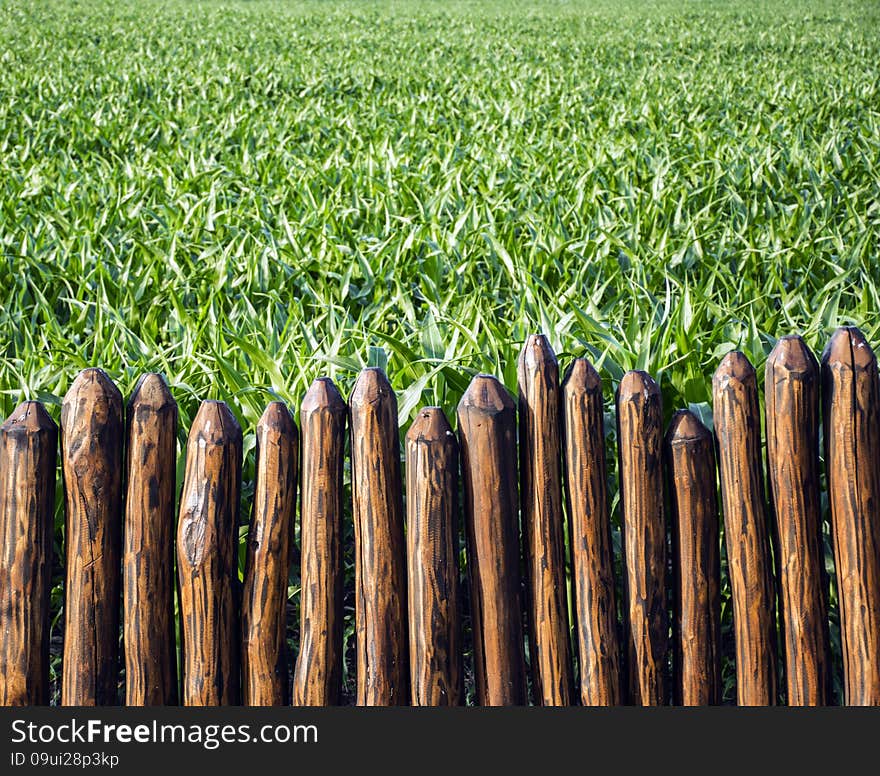 Corn field behind the trunck fence.