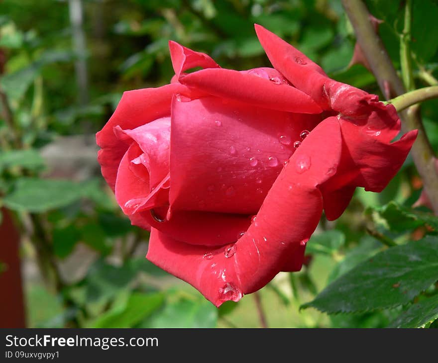 Rose Siofok Balaton Hungary garden