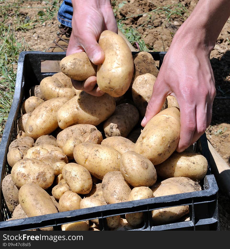 Harvesting potatoes