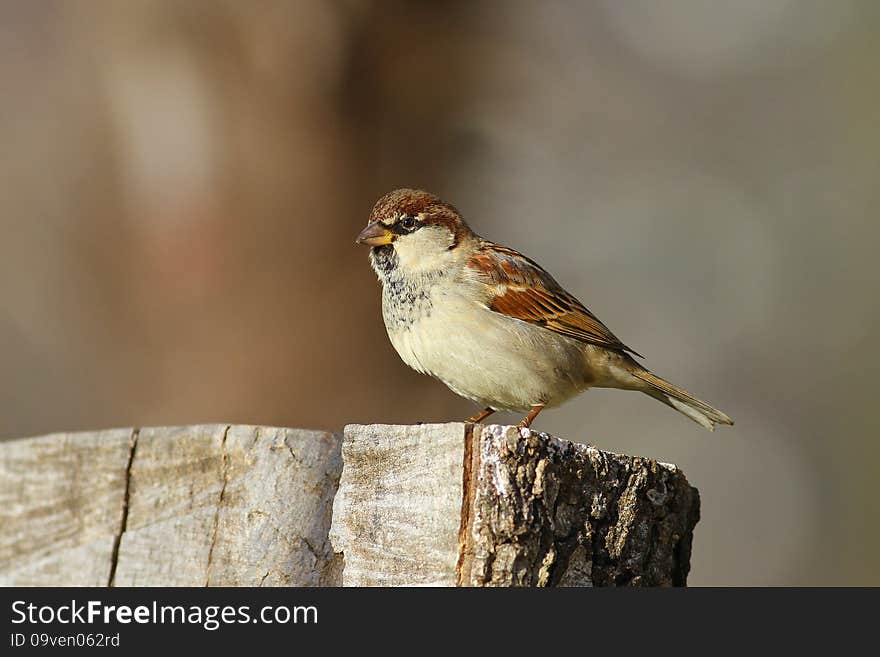 Male sparrow on tree stomp