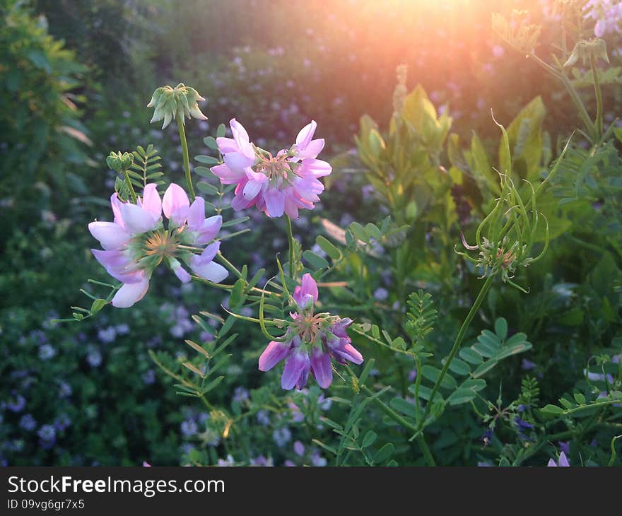 Purple Securigera Varia Flowers during Sunset.