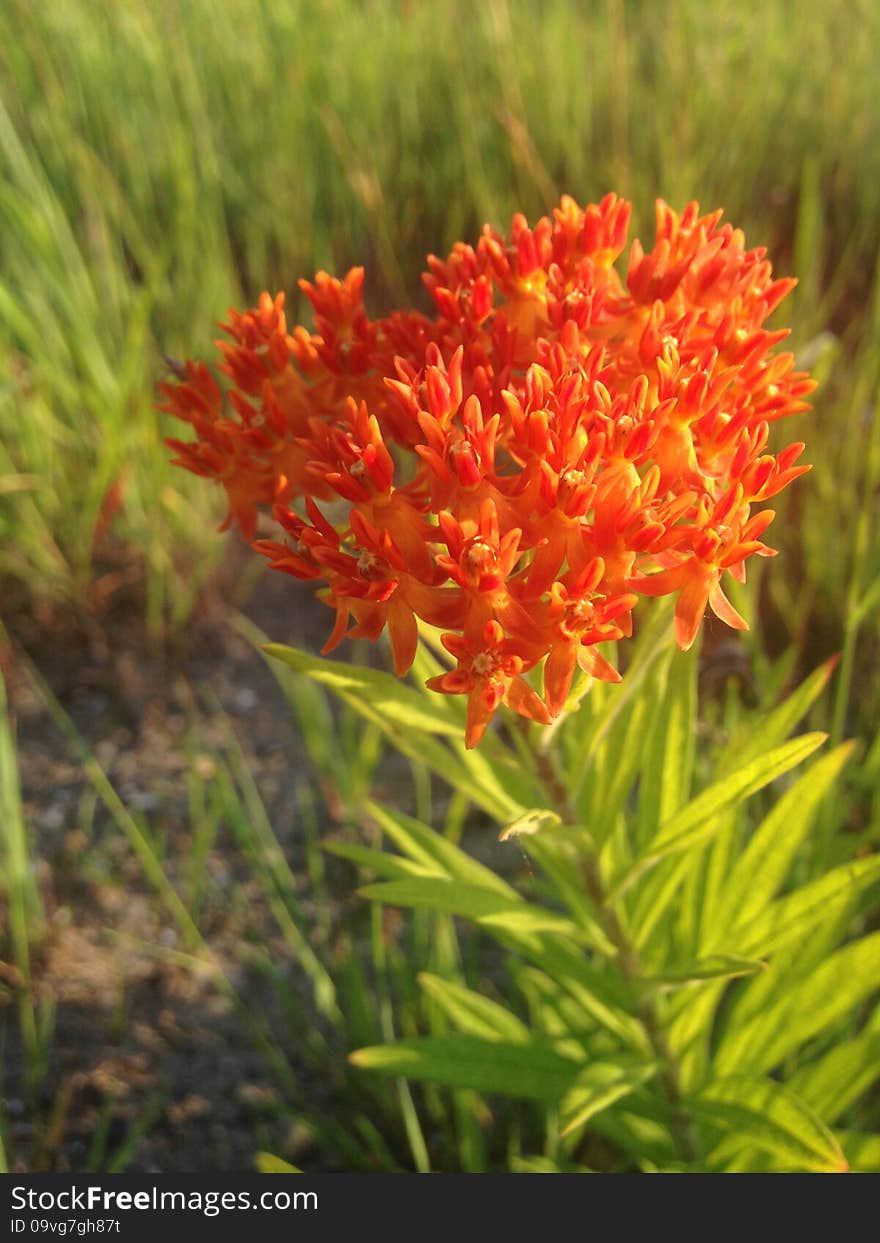 Asclepias Tuberosa Flower.