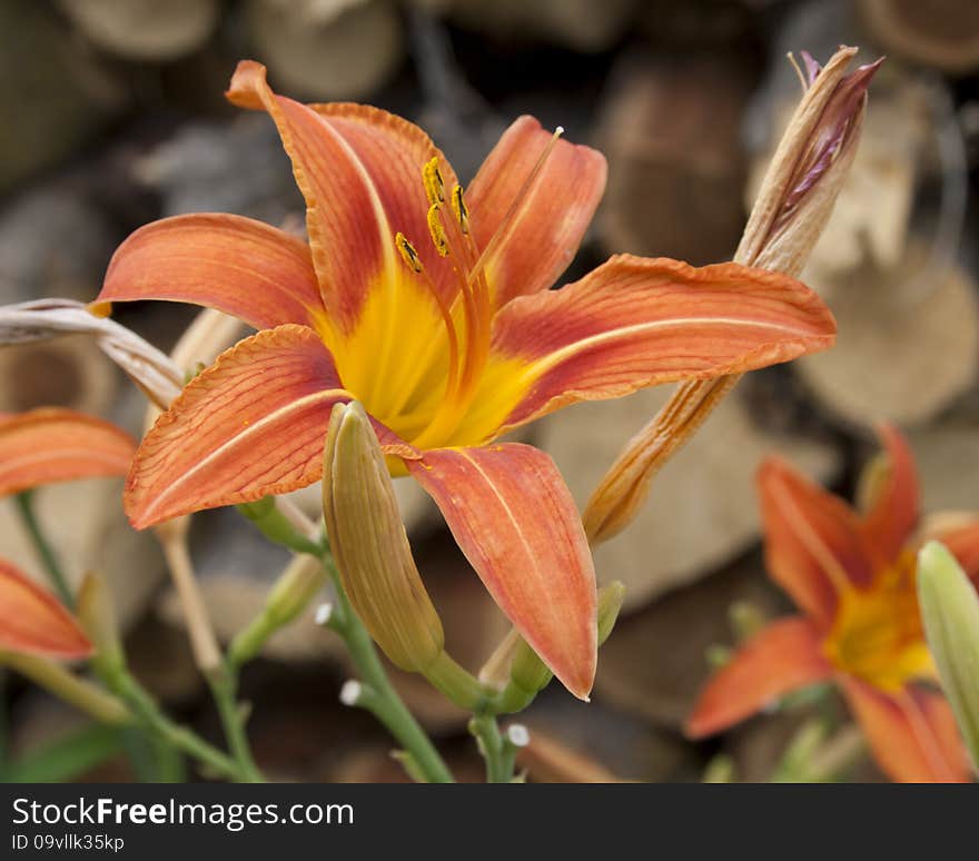 Stunning Orange Daylily With Wood Background