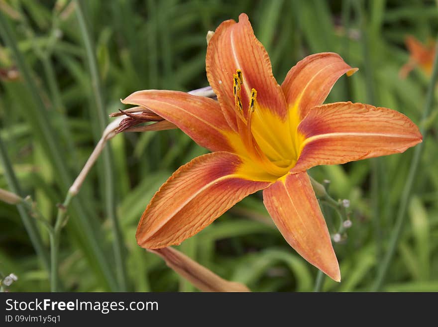 Beautiful orange day lily with green leafy background. Beautiful orange day lily with green leafy background