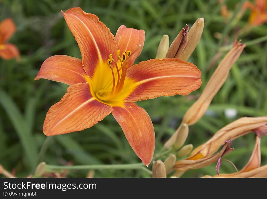 Beautiful orange day lily with green leafy background surrounded by buds. Beautiful orange day lily with green leafy background surrounded by buds