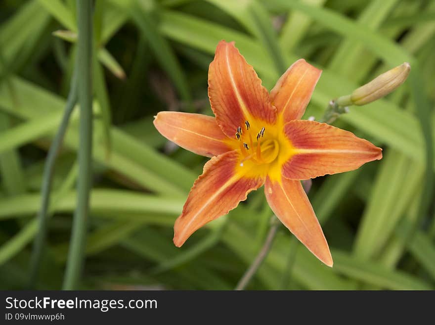 Beautiful orange daylily with green leafy background surrounded. Beautiful orange daylily with green leafy background surrounded