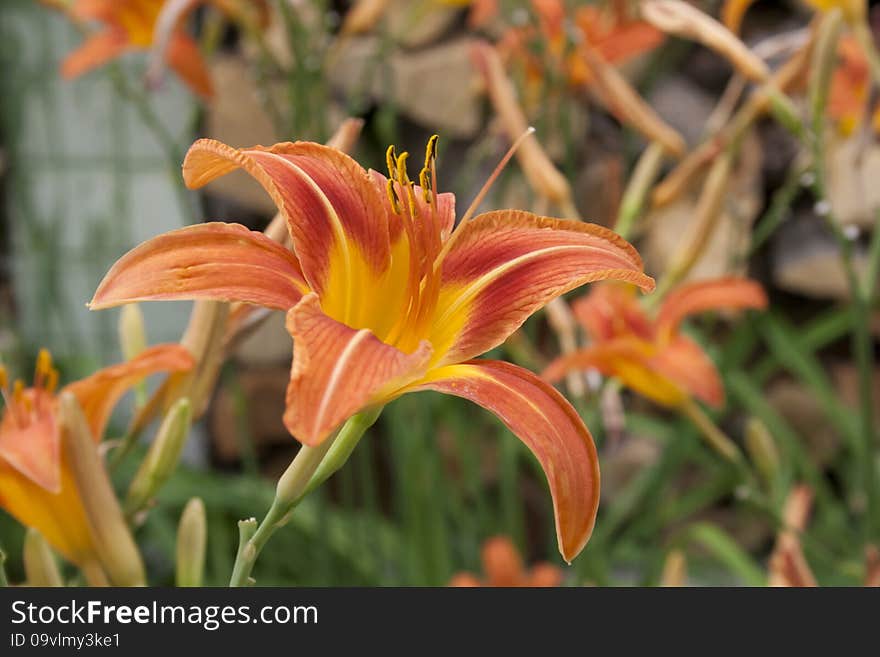 Beautiful orange daylily cluster in the summer sun. Beautiful orange daylily cluster in the summer sun