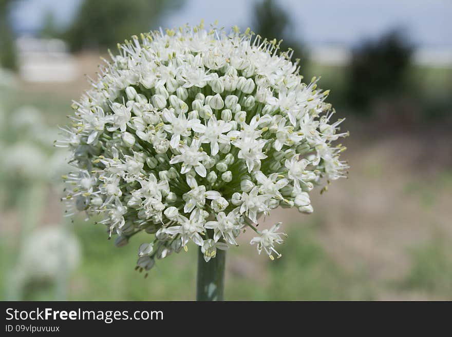 Brilliant White Leek Flower