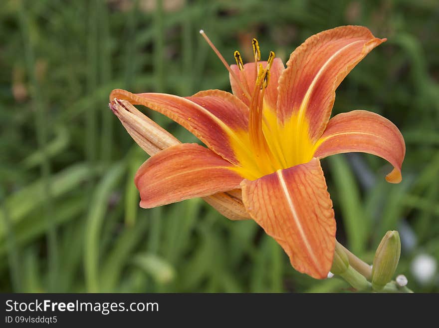 Beautiful orange daylily basking in the summer sun with green leafy background. Beautiful orange daylily basking in the summer sun with green leafy background