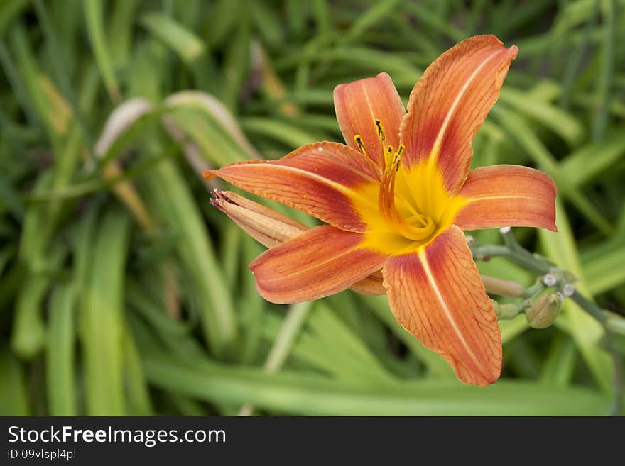 Stunning Orange Daylily With Green Background