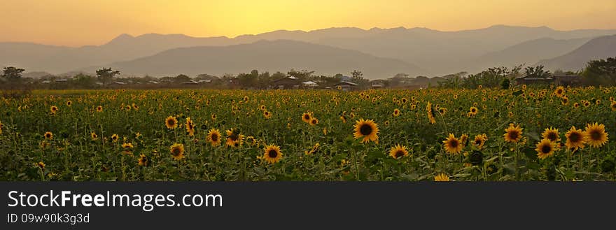 Sunflower field, mountains, sunset