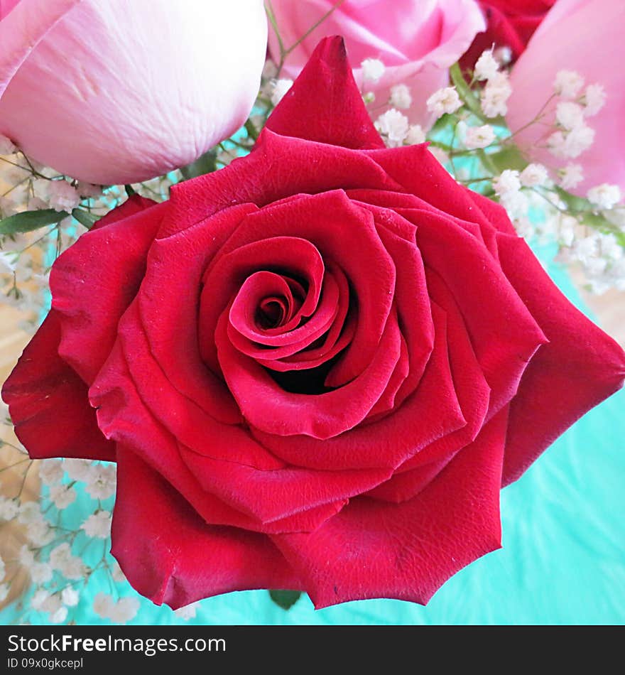 A still life with Red Rose