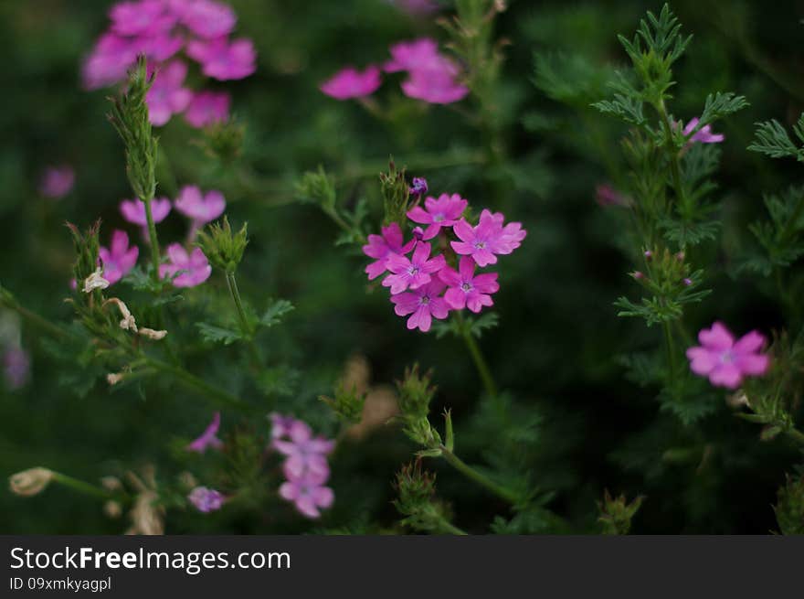 Small Flower In The Forest